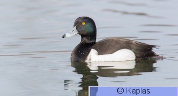 Aytful_007_16.jpg