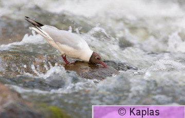 Larrid_015_16.jpg