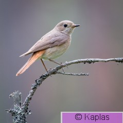 Phopho_001_15.jpg
