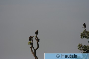 Huppukorppikotkia, Banjul 1 a.jpg