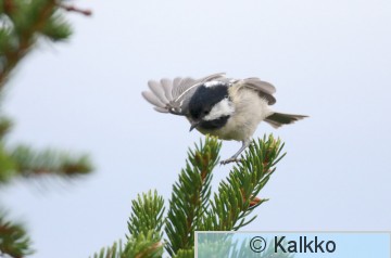 kuusitiainen 045.jpg