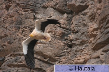 Pikkukorppikotka, Fuerteventura, 1b.JPG