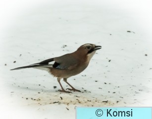 DSC_5737.jpg