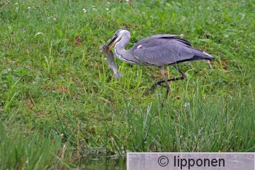 harmaahaikara_IMG_2413cP.jpg