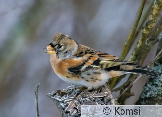 DSC_5851.jpg