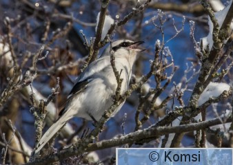 DSC_7381.jpg