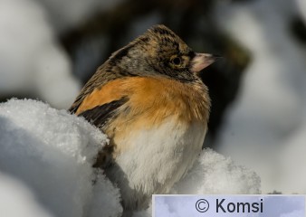 DSC_7208.jpg