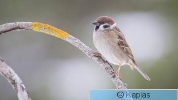 Pasmon_008_18.jpg
