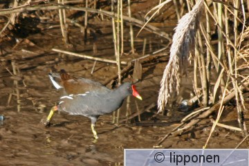 liejukana_0015cP.jpg