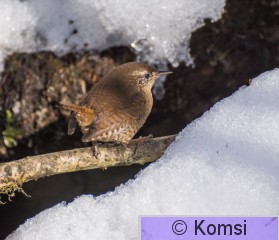 DSC_8085-3.jpg