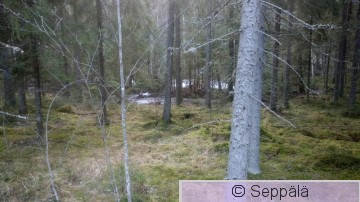 Kostea kuusimetsä.JPG