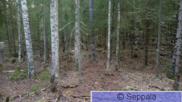 Kuusi-koivumetsä.JPG