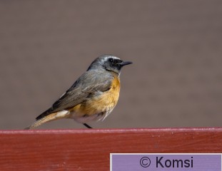 DSC_0234.jpg