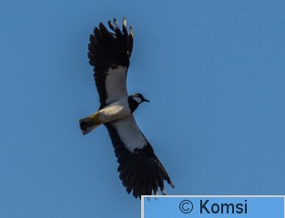 DSC_0138-2.jpg