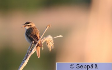 ruokokerttunen_Salo120522_iso6.jpg