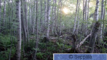 Hykönsalo.JPG