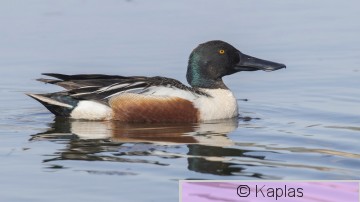 Anacly_009_18.jpg