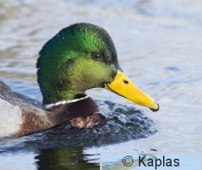 Anapla_028_18.jpg