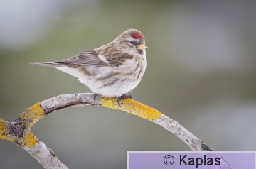 Carmea_004_18.jpg