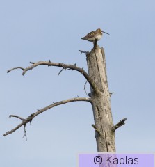 Galgal_002_18.jpg
