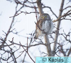 Glapas_006_18.jpg