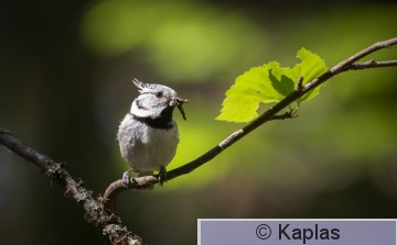 Parcri_018_18.jpg