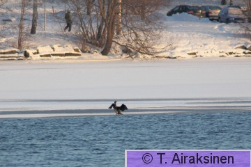 IMG_6478_merimetso.JPG