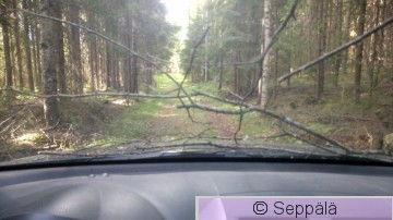 Metsätie.JPG