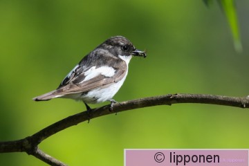 kirjosieppo-4226.jpg