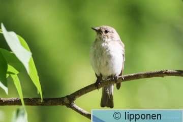 kirjosieppo-4164.jpg