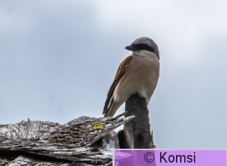 DSC_2110-2.jpg