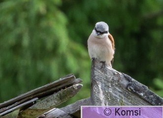 DSC_2111-3.jpg