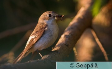 kirjosieppo_naaras_Kuru180701_isoB.jpg