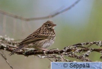 metsakirvinen_Kuru180701_iso.jpg