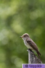 harmaasieppo_Kuru180610_iso.jpg