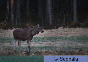 hirvi_Kuru170527_isoB.jpg