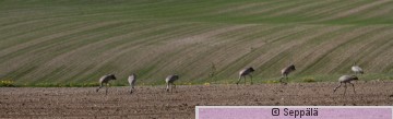 kurjet_pellolla_Ikaalinen150606_5200.jpg