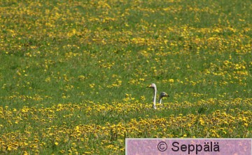 laulujoutsenet_voikukkapellossa_Ikaalinen150606_iso.jpg