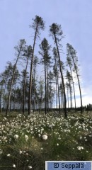 Ristineva_Parkano180609_3_5200.jpg