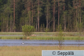 Tuomiojarvi_joutsenenpesa_Kuru150606_iso.jpg