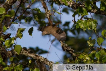 lehtokerttu_Kuru180609_iso.jpg
