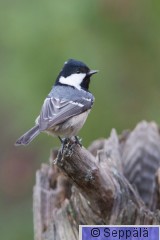 kuusitiainen_Kuru111015_iso.jpg