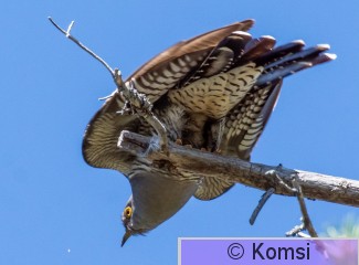 DSC_3227-4.jpg