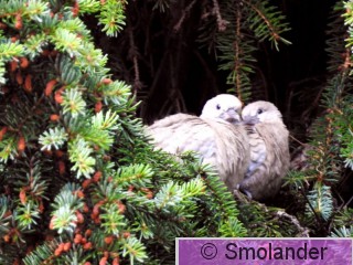turkinkyyhky-babyt 3-18.jpg