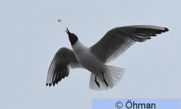 Skrattmås_edited-1-2-1-1.jpg