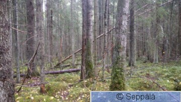 Metsä 2.JPG