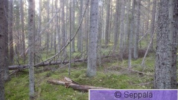 Pikku-Kaila1.JPG