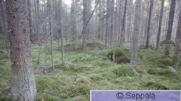Pikku-Kaila2.JPG