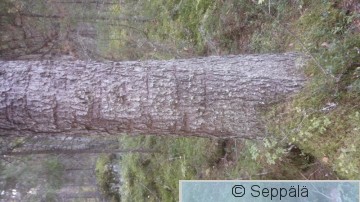 Pohjantikka1.JPG