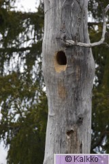 palokärki 054.jpg